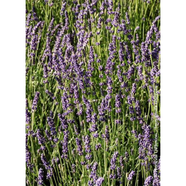 LAVANDULA HEAVENLY BLUE