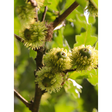 QUERCUS cerris 