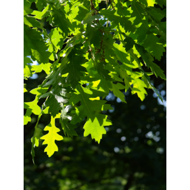 QUERCUS cerris 