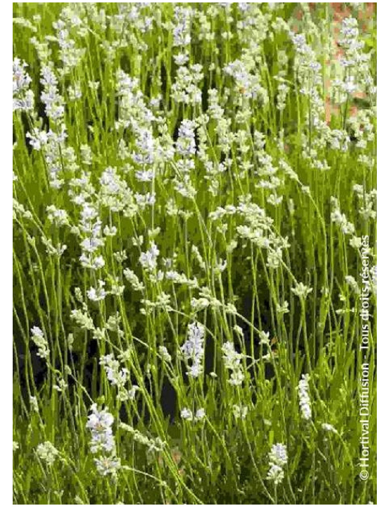 LAVANDULA intermedia EDELWEISS