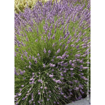 LAVANDULA intermedia GROSSO