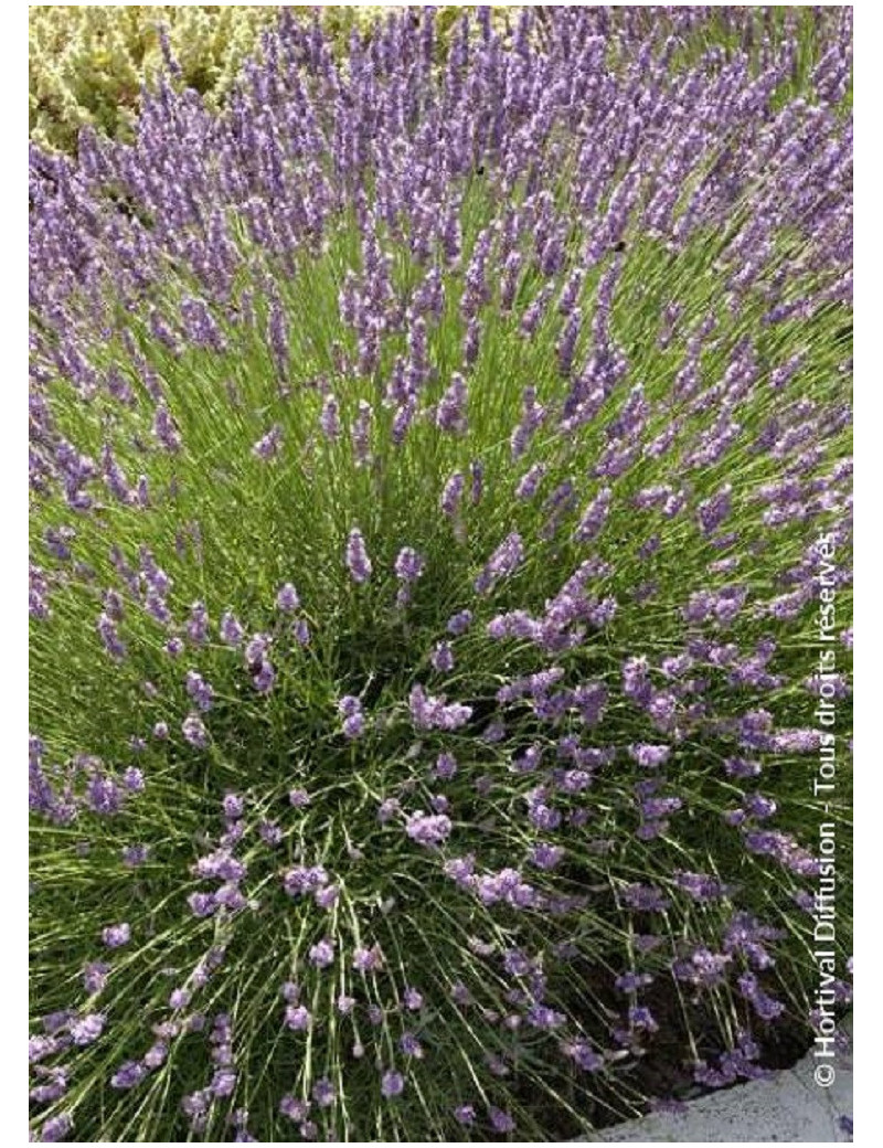 LAVANDULA intermedia GROSSO