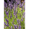 LAVANDULA intermedia GROSSO