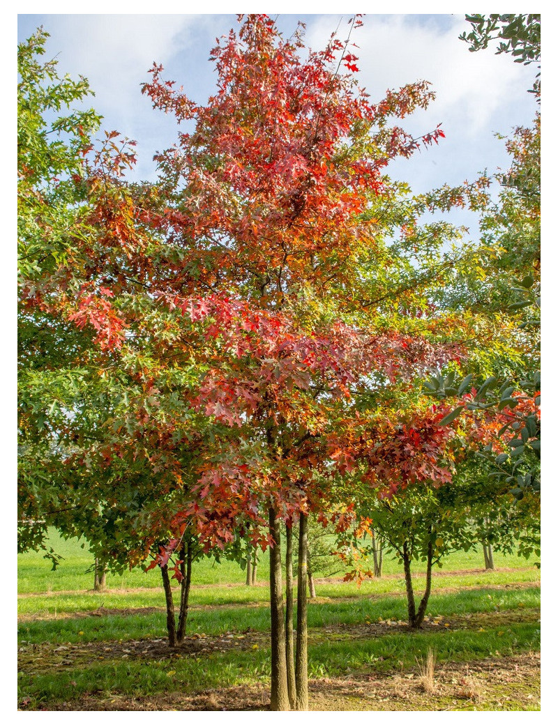 QUERCUS palustris