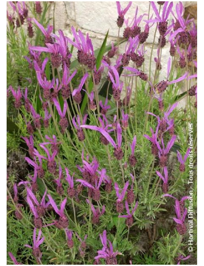 LAVANDULA stoechas ssp. pedunculata