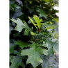 QUERCUS palustris GREEN DWARF