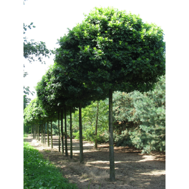 QUERCUS palustris GREEN DWARF