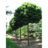 QUERCUS palustris GREEN DWARF