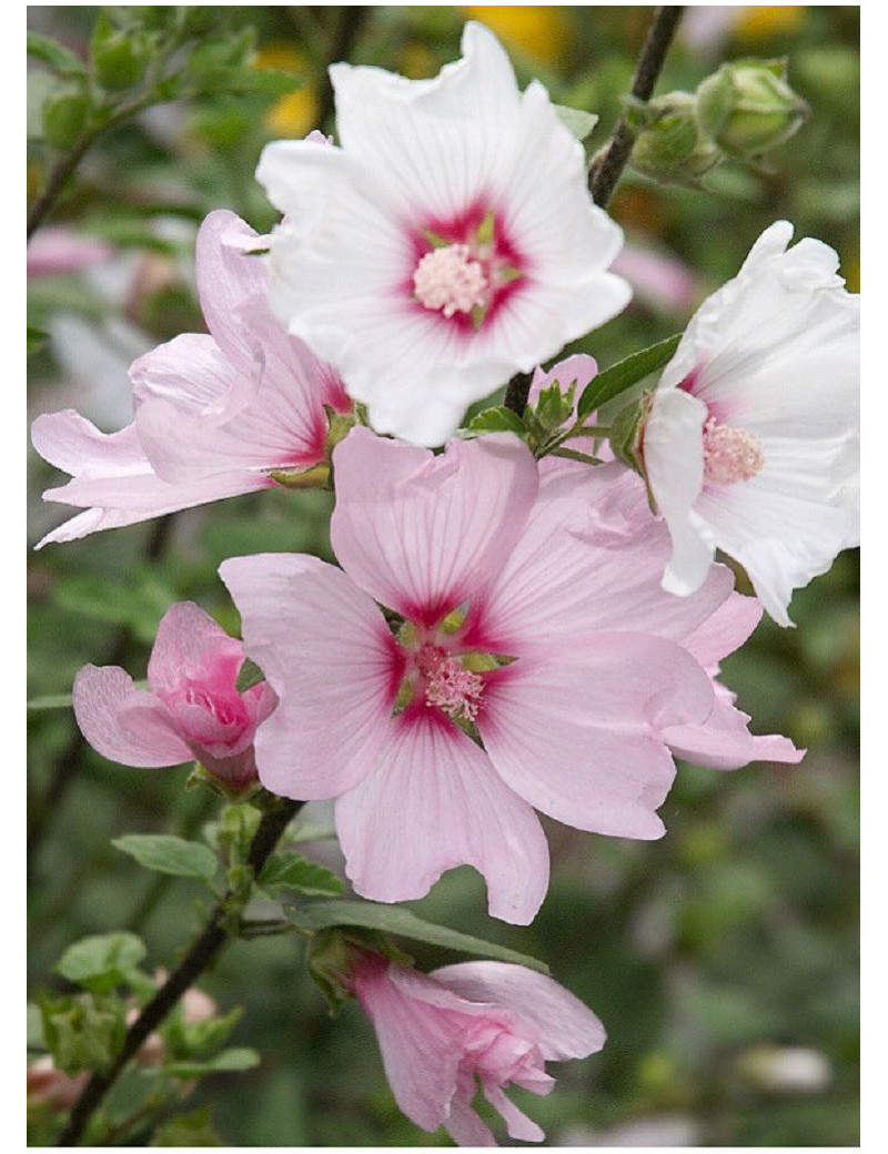 LAVATERA BARNSLEY