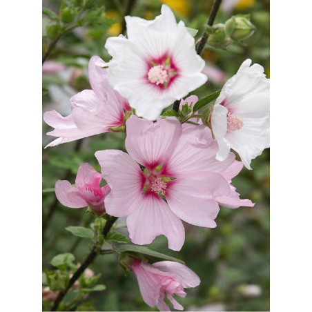 LAVATERA BARNSLEY