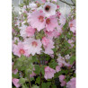 LAVATERA BARNSLEY