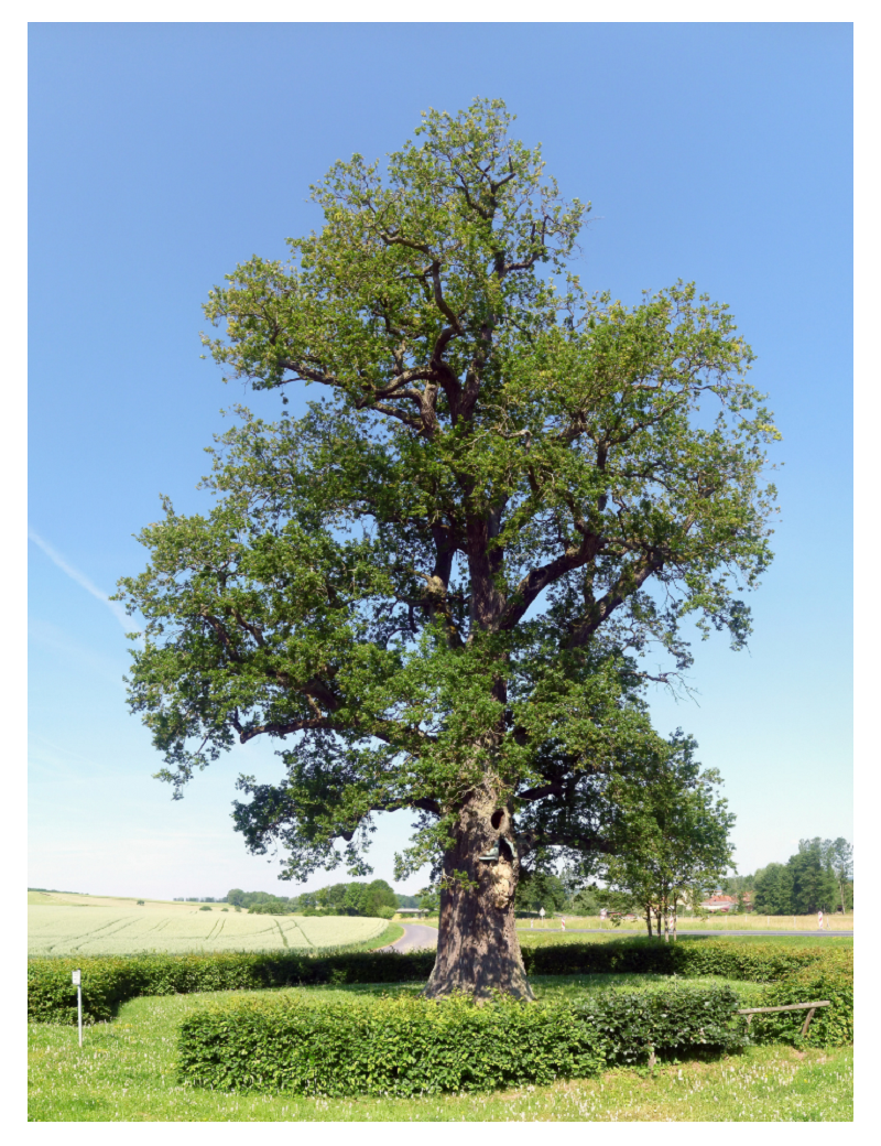 QUERCUS robur 