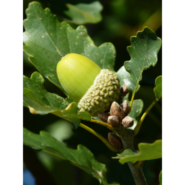 QUERCUS robur 