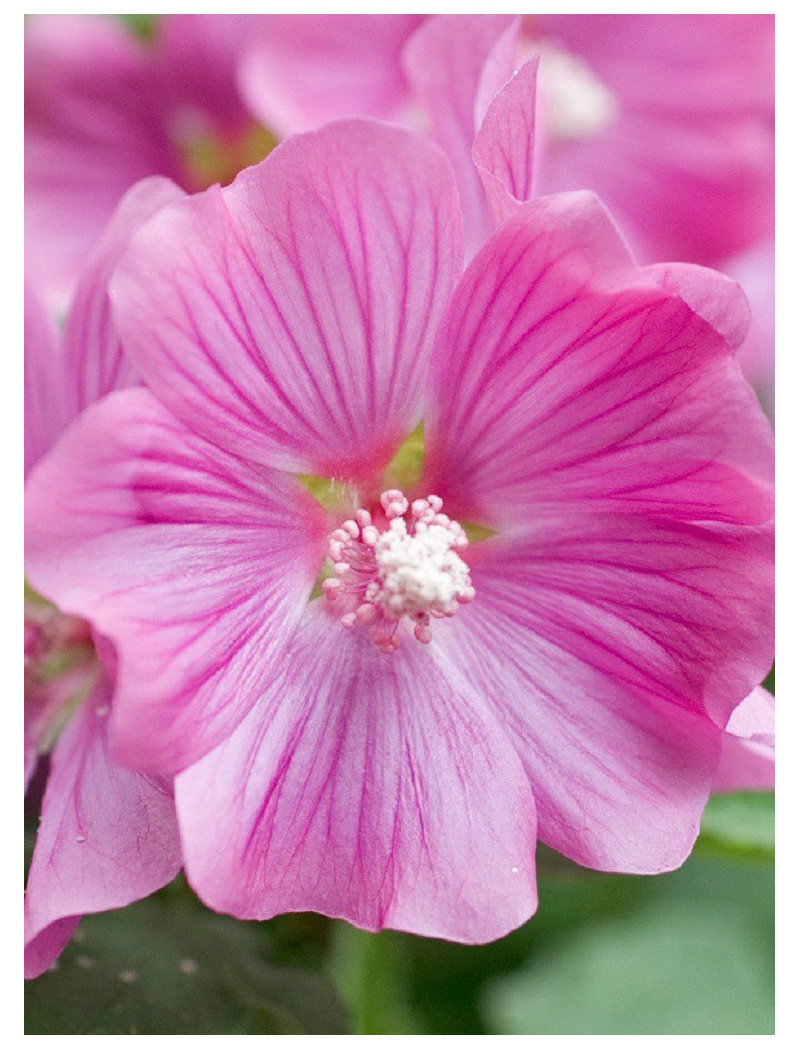 LAVATERA BREDON SPRINGS