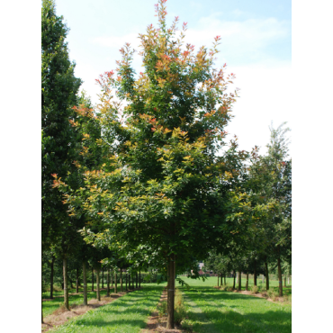 QUERCUS rubra