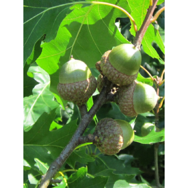 QUERCUS rubra