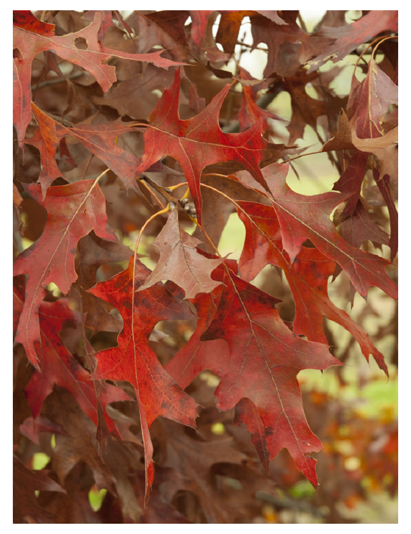 QUERCUS rubra