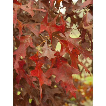 QUERCUS rubra