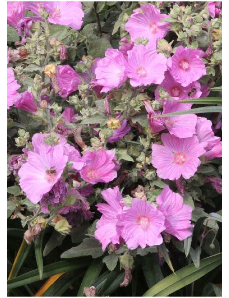 LAVATERA OLBIA ROSEA