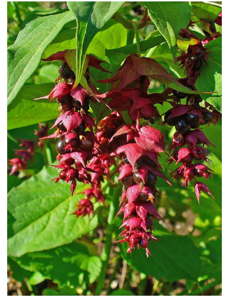 LEYCESTERIA formosa