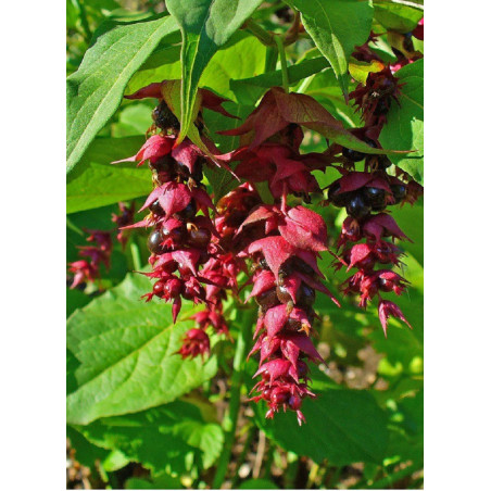 LEYCESTERIA formosa