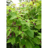 LEYCESTERIA formosa