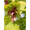 LEYCESTERIA formosa GOLDEN LANTERNS