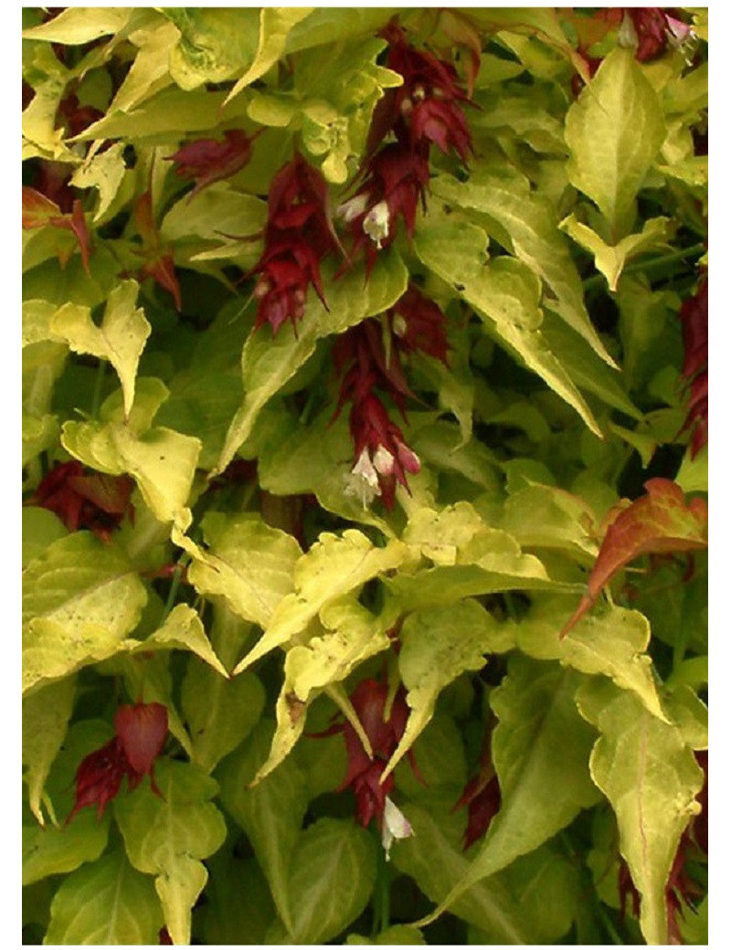 LEYCESTERIA formosa GOLDEN LANTERNS