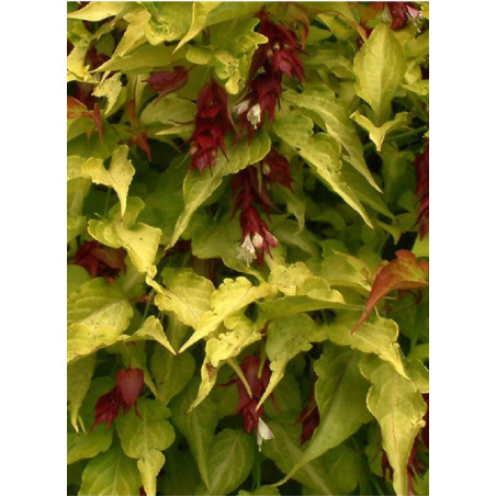 LEYCESTERIA formosa GOLDEN LANTERNS