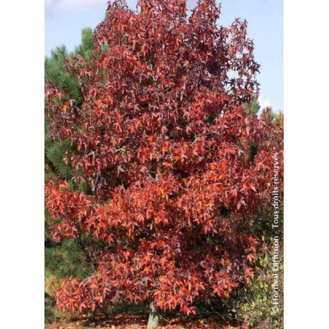 LIQUIDAMBAR styraciflua