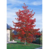 LIQUIDAMBAR styraciflua