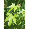 LIQUIDAMBAR styraciflua