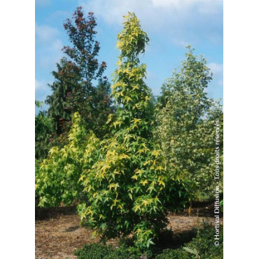 LIQUIDAMBAR styraciflua AUREA