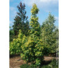 LIQUIDAMBAR styraciflua AUREA