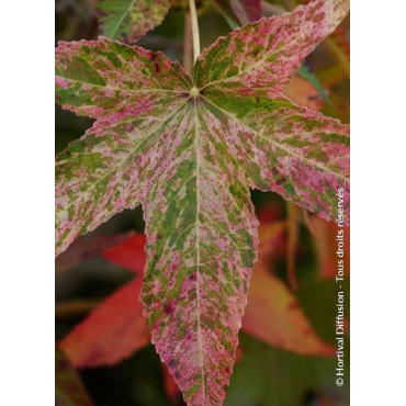 LIQUIDAMBAR styraciflua AUREA