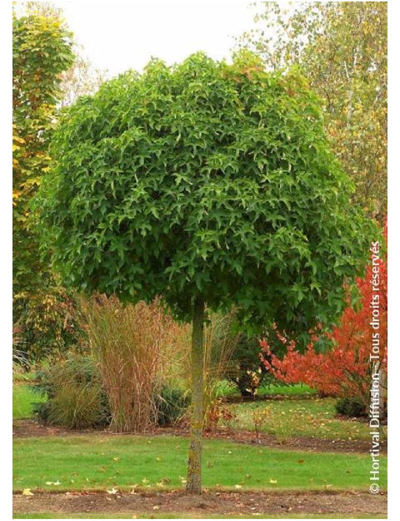 LIQUIDAMBAR styraciflua GUMBALL