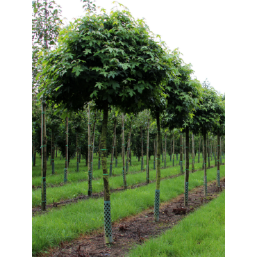 LIQUIDAMBAR styraciflua GUMBALL