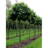 LIQUIDAMBAR styraciflua GUMBALL