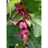 LEYCESTERIA formosa PURPLE RAIN