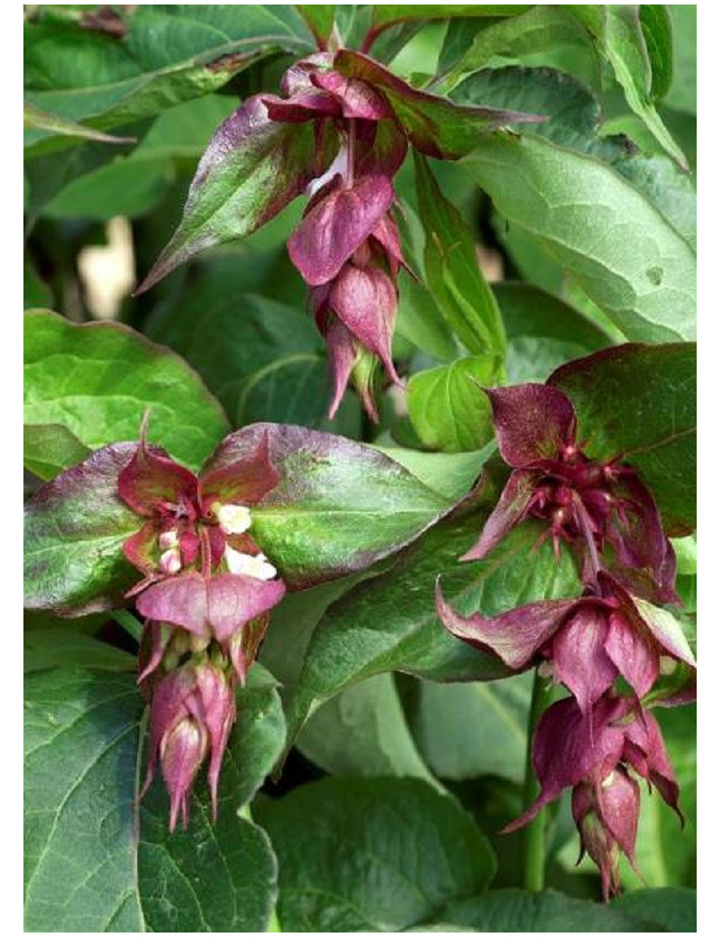 LEYCESTERIA formosa PURPLE RAIN