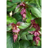 LEYCESTERIA formosa PURPLE RAIN