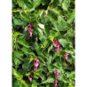 LEYCESTERIA formosa PURPLE RAIN