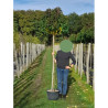 LIQUIDAMBAR styraciflua GUMBALL En pot de 25-30 litres forme tige hauteur du tronc 180-200 cm