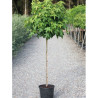 LIQUIDAMBAR styraciflua GUMBALL En pot de 15-20 litres forme tige hauteur du tronc 110-130 cm