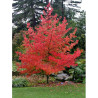 LIQUIDAMBAR styraciflua LANE ROBERTS