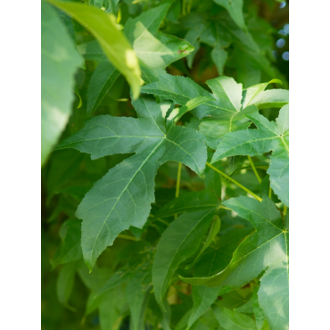 LIQUIDAMBAR styraciflua LANE ROBERTS