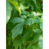 LIQUIDAMBAR styraciflua LANE ROBERTS