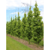 LIQUIDAMBAR styraciflua SLENDER SILHOUETTE