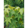 LIQUIDAMBAR styraciflua THEA