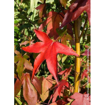 LIQUIDAMBAR styraciflua THEA